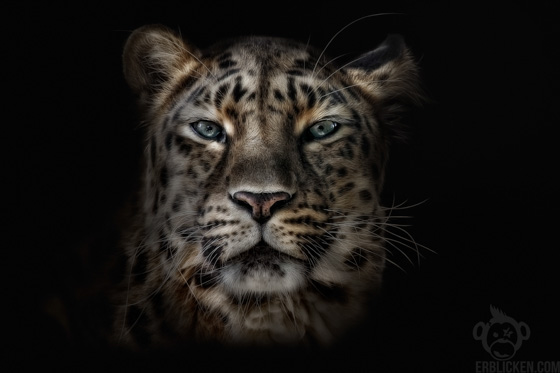 Amur Leopard
