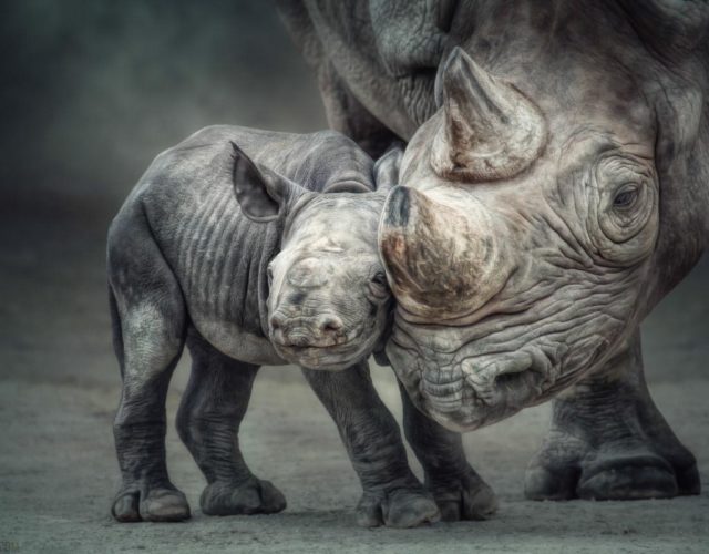 Africa Wildlife in Black and White 2018: Black and White Photography of African Animals (Calvendo Animals)