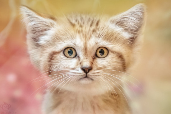 Children's eyes