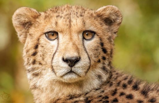 Pure Cheetah