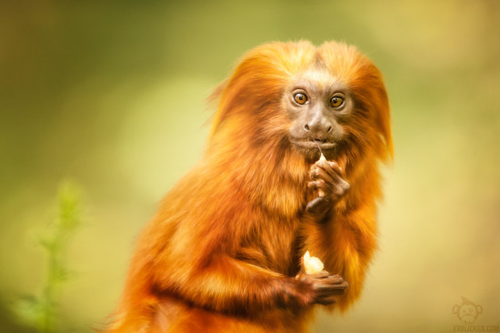 The astonish Golden Lion Tamarin