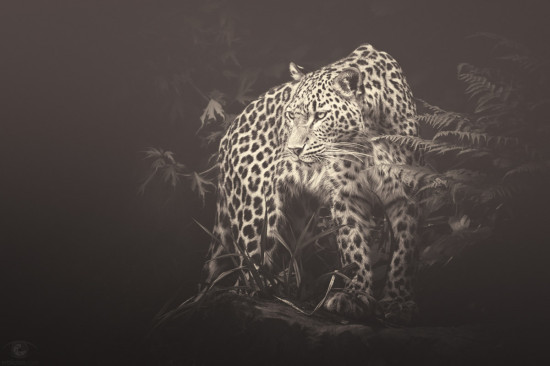 African souls: VII