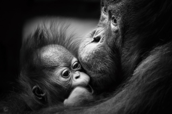 Pure soul...