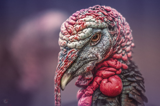 Turkey: Trick or treat?