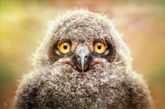 Grumpy snowy owl chick