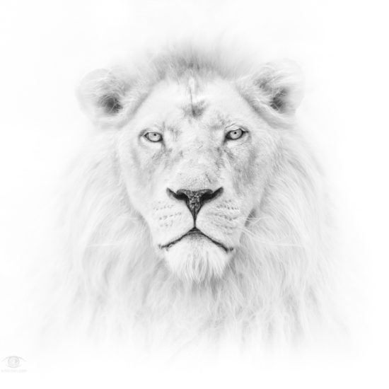 Lion-sun god