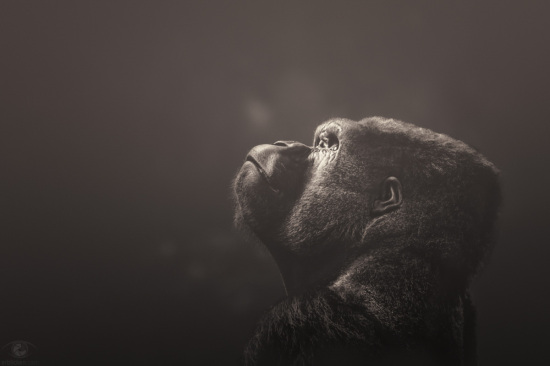 African souls: XXIII