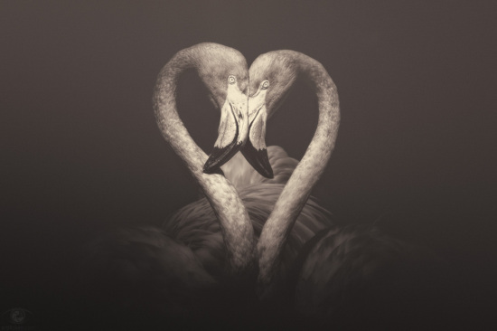 African souls: XXV