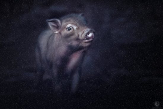 Lucky pig