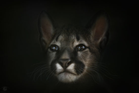 Little Puma lost in thought