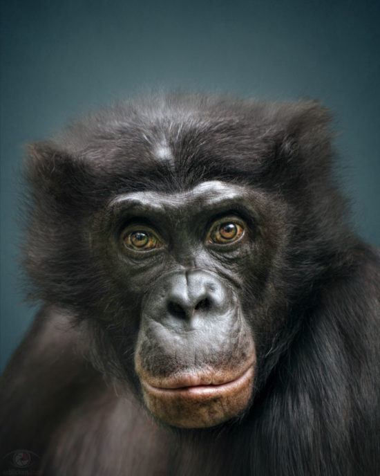 Animal Personality: Bonobo Clyde