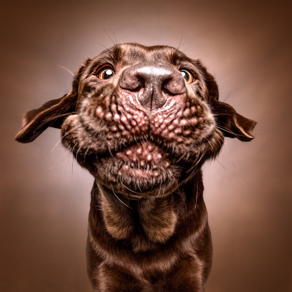 funny-dog-faces-erblicken