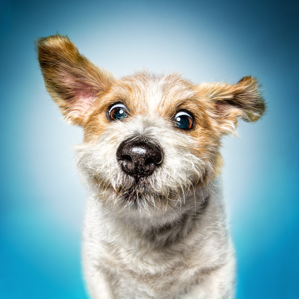 Funny Dog Faces Erblicken Funny Dog Faces Erblicken