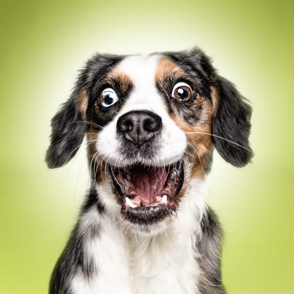 Funny (Dog) Faces – Erblicken.com