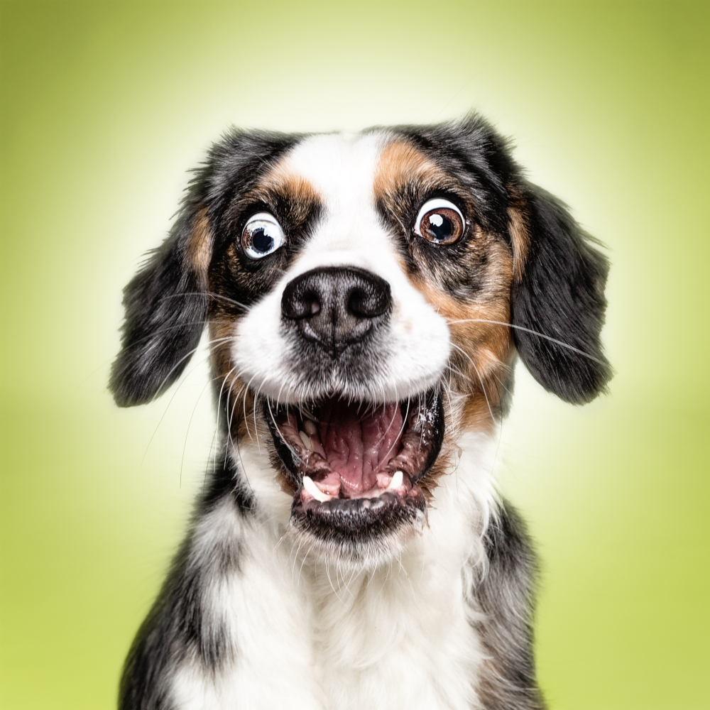List 92 Pictures Pictures Of Funny Looking Dogs Latest List 92 Pictures Pictures Of Funny Looking Dogs Latest