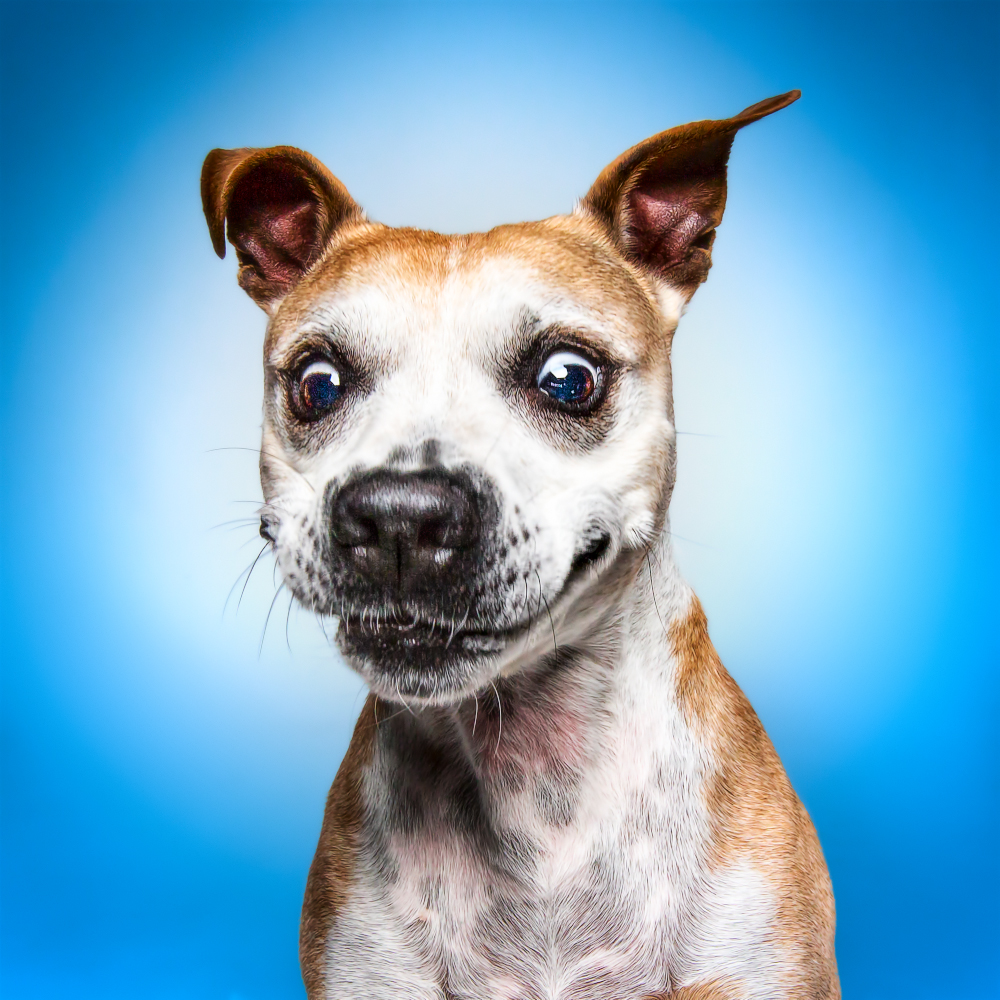 Funny Dog Faces Erblicken