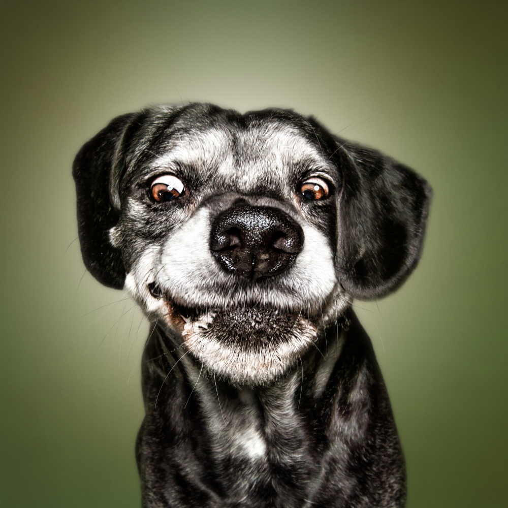 Funny (Dog) Faces ‹ Erblicken.com